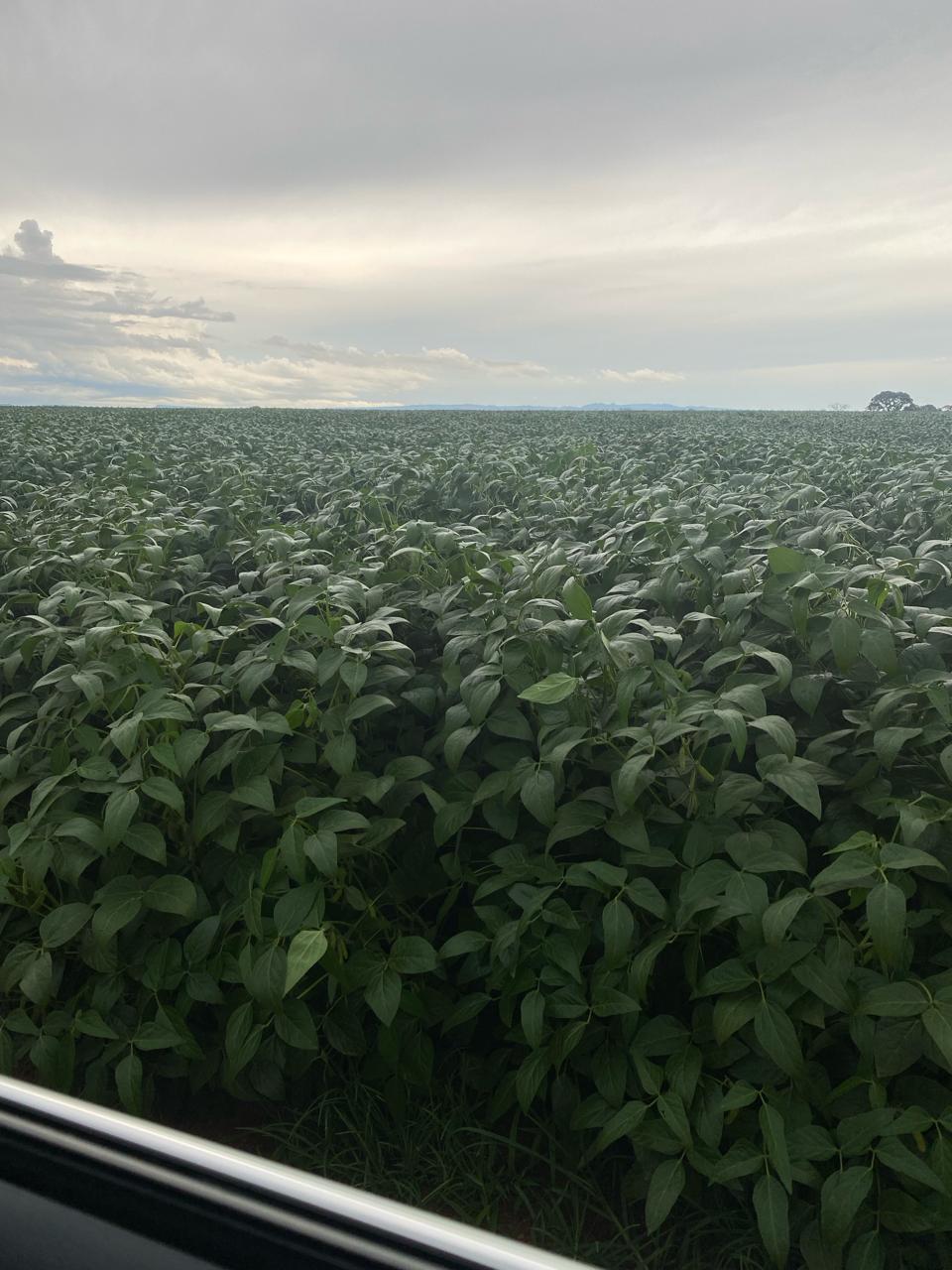 Fazenda Go-BRB foto 11