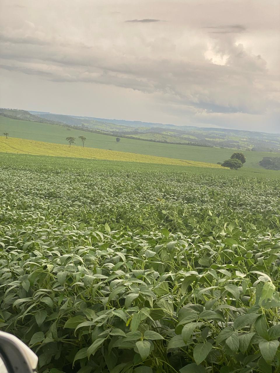 Fazenda Go-BRB foto 6